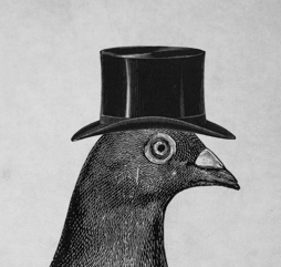 The Private Lives of Pigeons