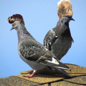 Pigeon hairstyles